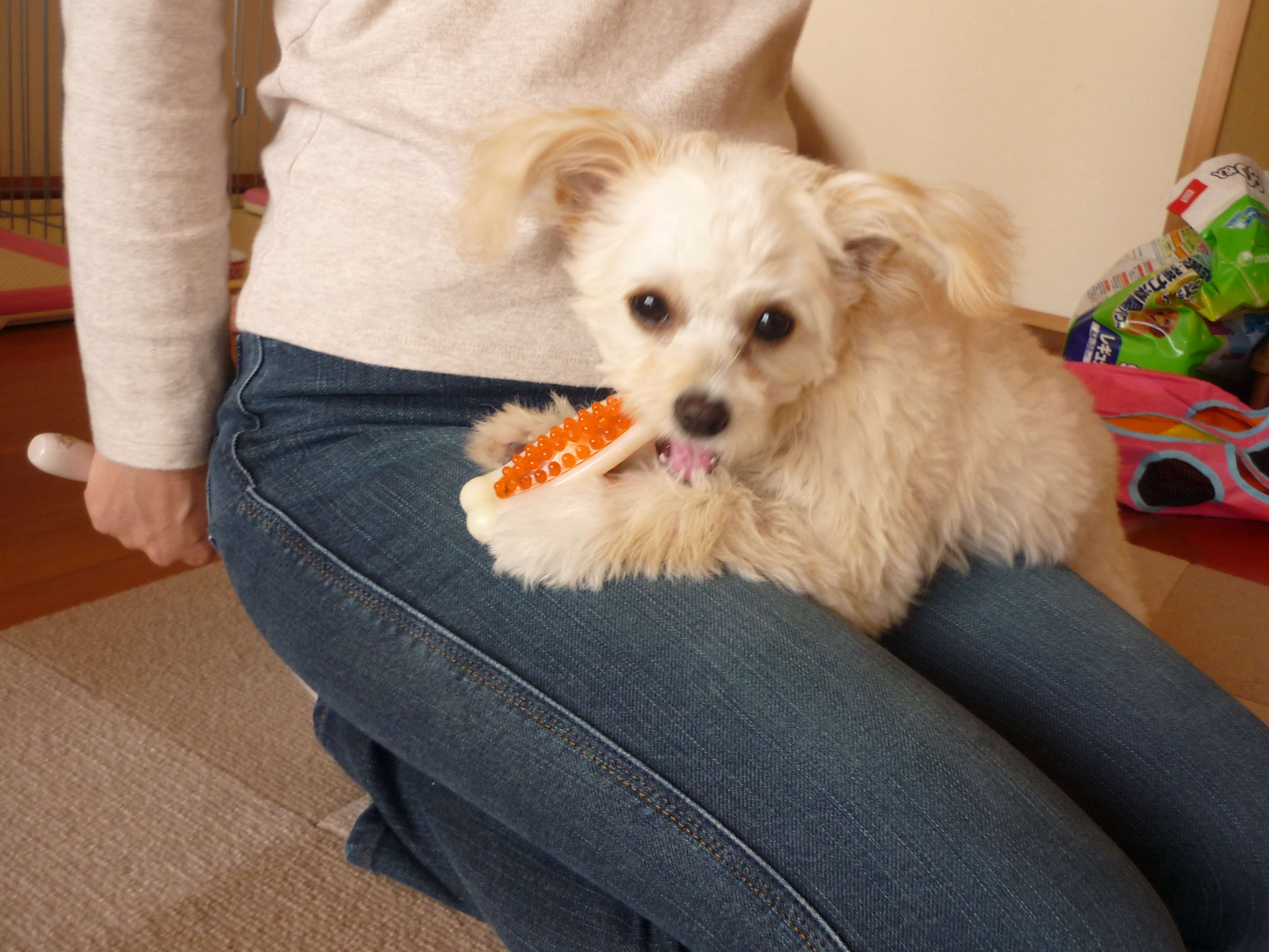 膝の上に乗った犬の心理と対応 その１ 現場からの犬のしつけと飼い方ブログ